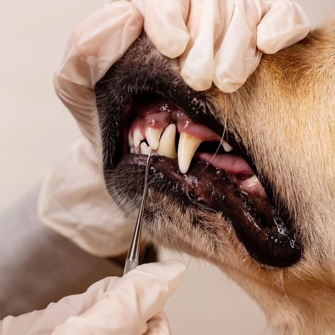 Стоматологія