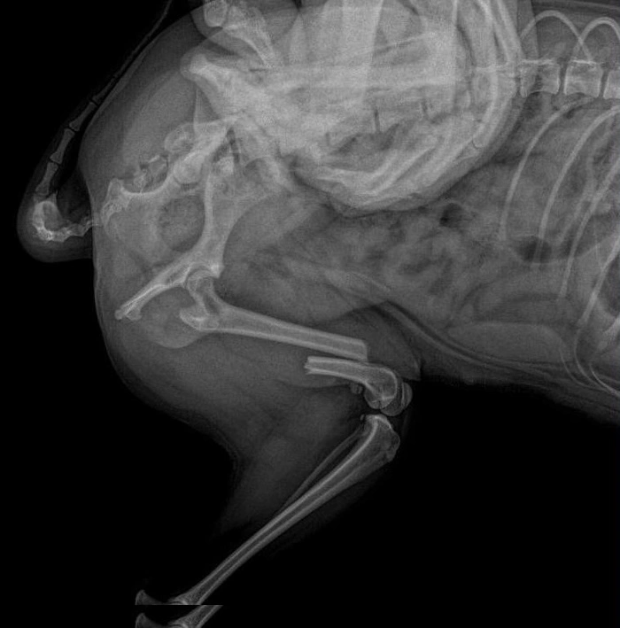 Травматологія